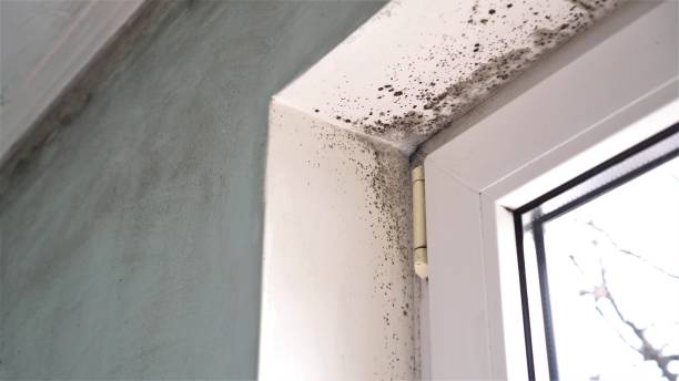 Professional Mold Inspection, Removal & Remediation in North Bennington, VT